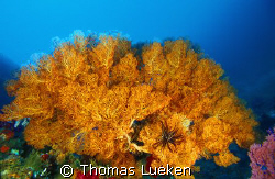 found in the Red Sea, F100 by Thomas Lueken 